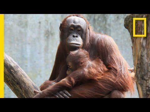 Orangutan Porn
